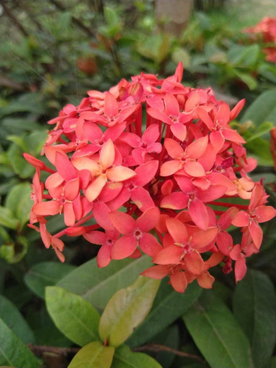Chaiti Eco Homestay- Santiniketan بولبور المظهر الخارجي الصورة