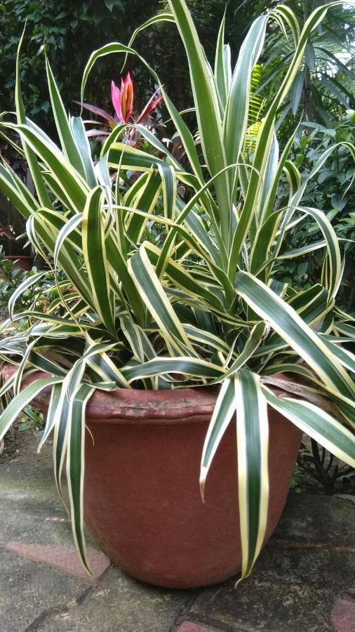 Chaiti Eco Homestay- Santiniketan بولبور المظهر الخارجي الصورة