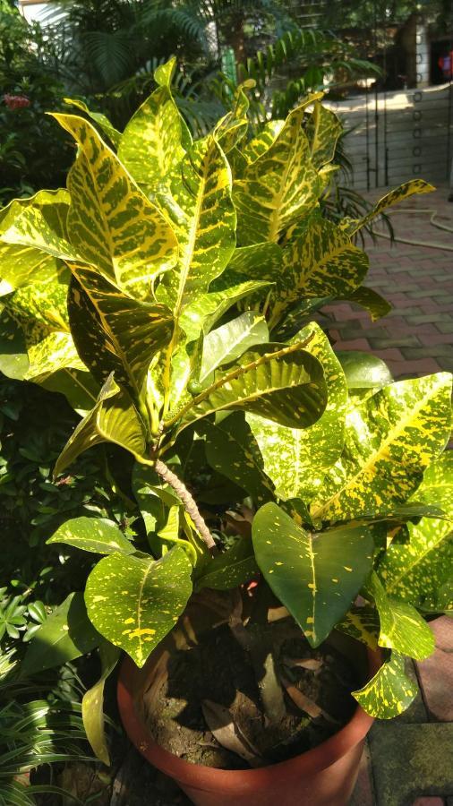 Chaiti Eco Homestay- Santiniketan بولبور المظهر الخارجي الصورة